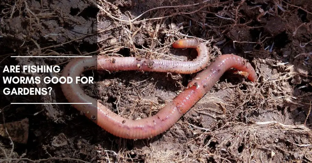 Are Fishing Worms Good for Gardens? [A Comprehensive Guide] The