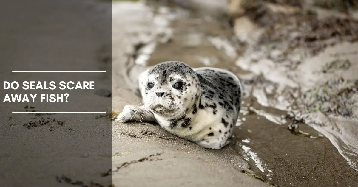 Do Seals Scare Away Fish? [Myths and Facts]