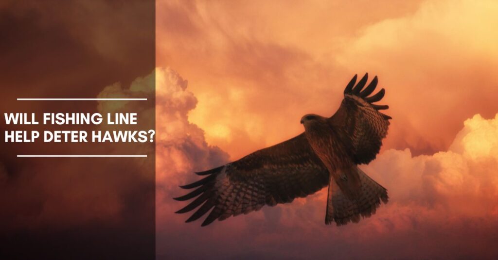 Will Fishing Line Help Deter Hawks? A Comprehensive Guide The Fishing
