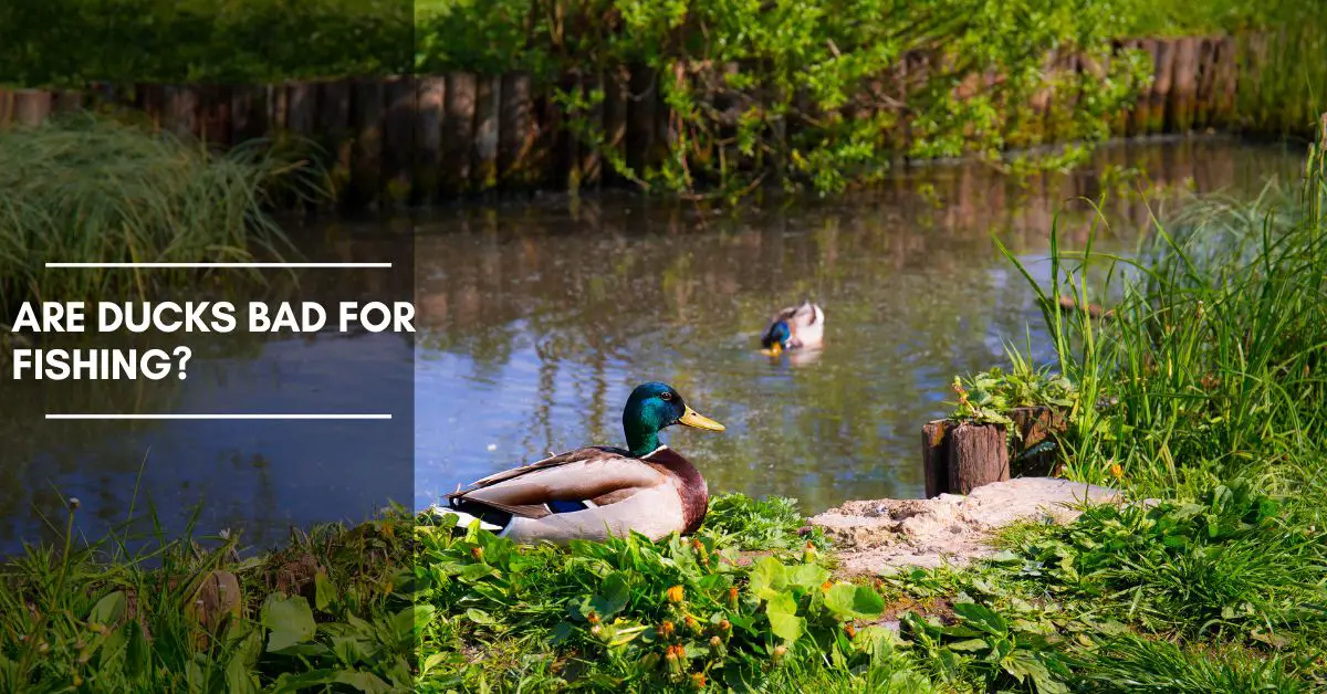 Are Ducks Bad For Fishing? Find out Why