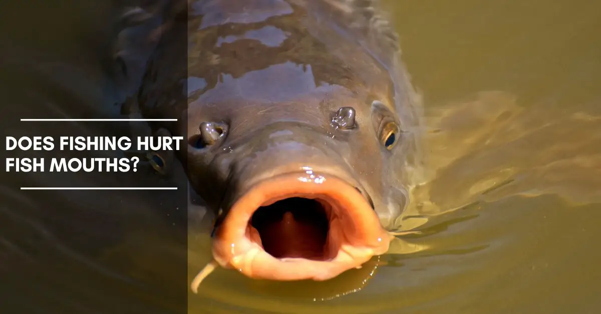 Does Fishing Hurt Fish Mouths? The Impact of Fishing on Fish Mouths