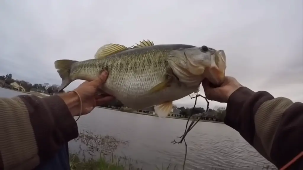 Largemouth Bass Caught