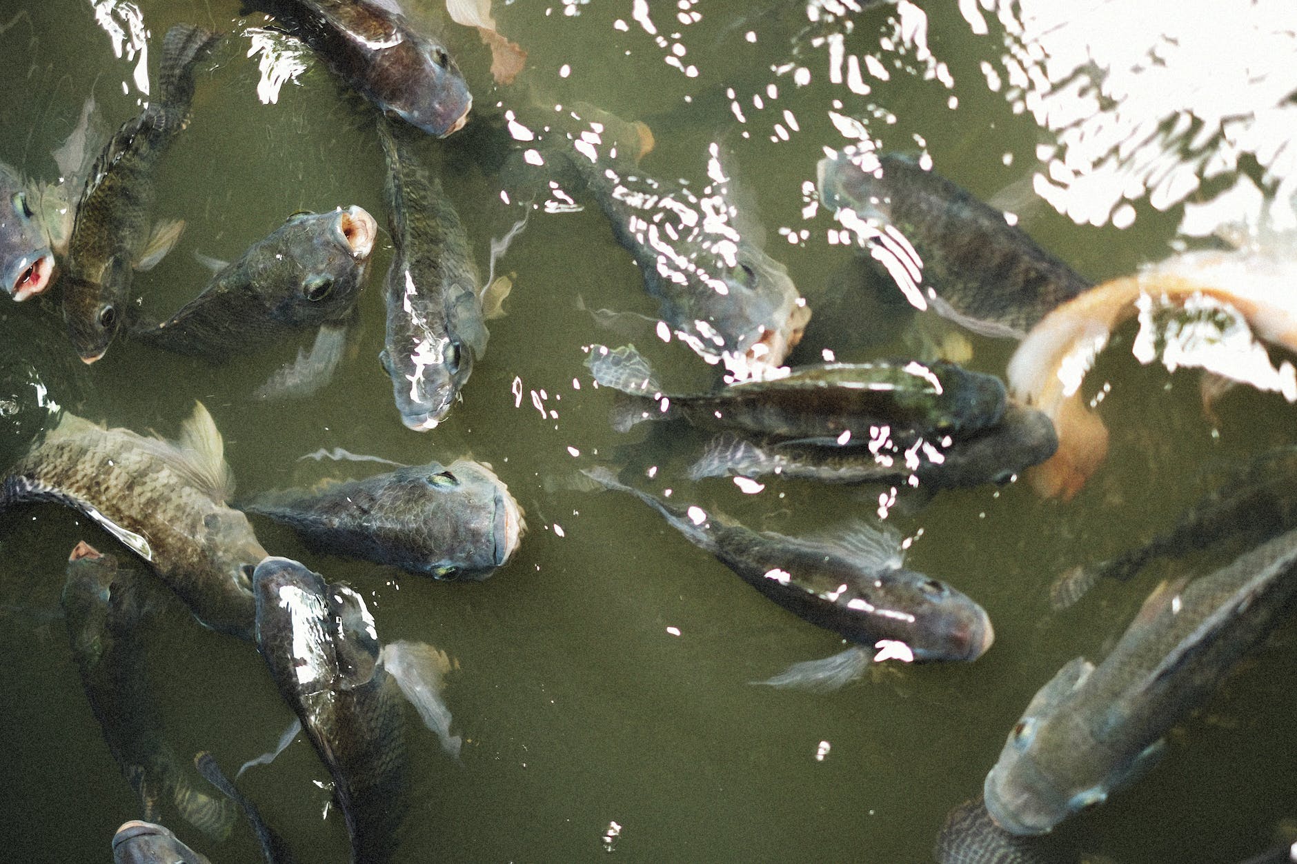 Tilapia fish in water.