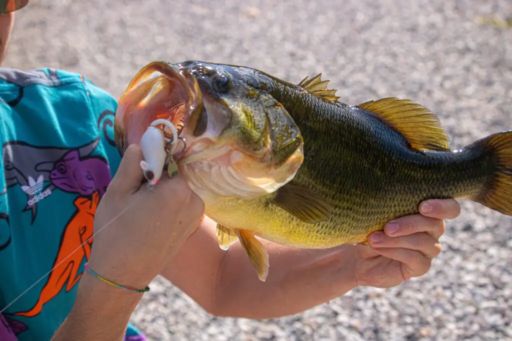What Do Bass Eat? A Comprehensive Guide To Bass Diet And Prey The